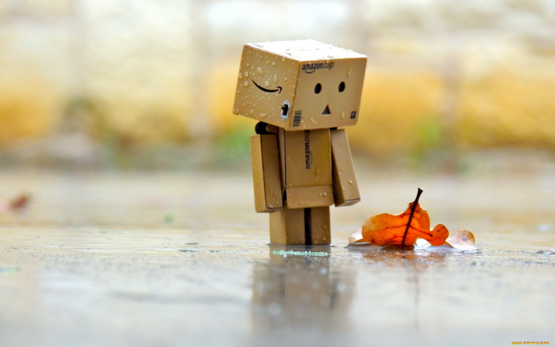 , , danboard